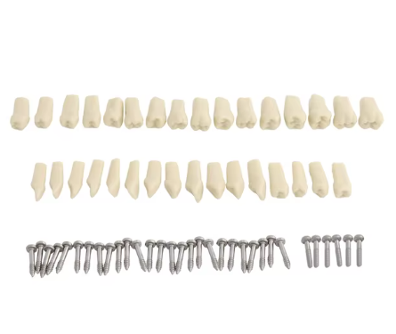 Typodont